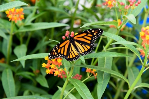 Niagara Falls, Canada: toegang tot het vlinderconservatorium