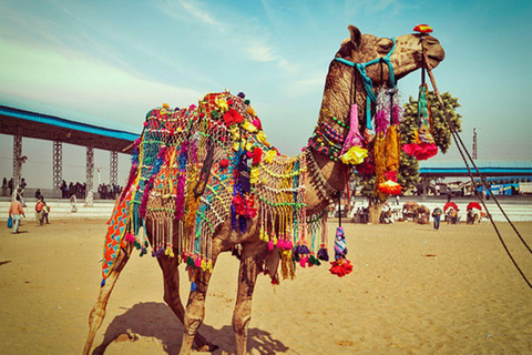 Jaipur (Pink City) with Pushkar Tour (03 Nights / 04 Days)