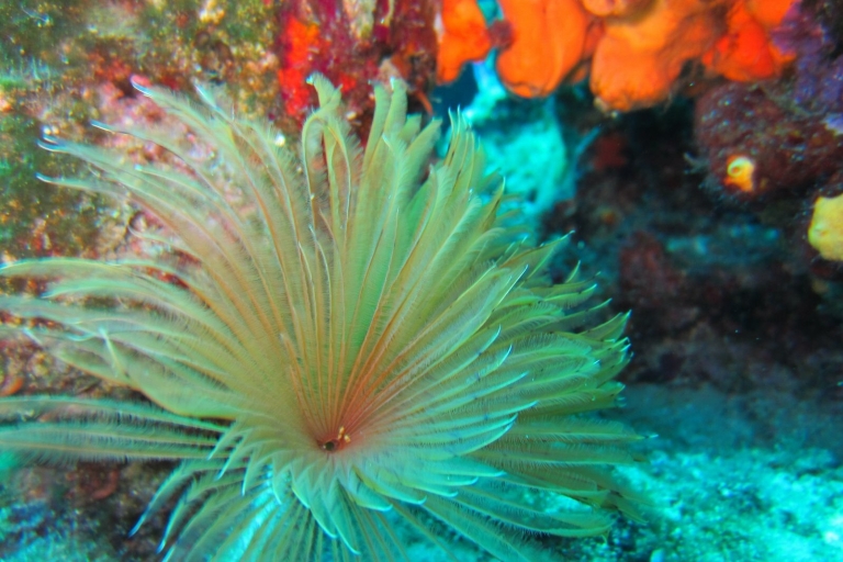 Bodrum : excursion de plongée sous-marine avec déjeunerOption de point de rencontre
