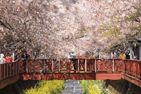 Busan: Jinhae Cherry Blossom Day & Night or 1 Day Tour Group Night Tour / Where Cherry Blossoms Define Jinhae