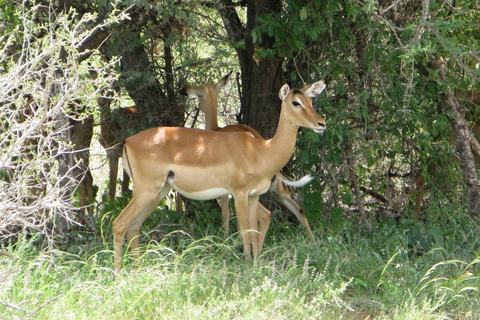 Mombasa: 3-Day Tsavo East/West & Kilimanjaro Views Safari