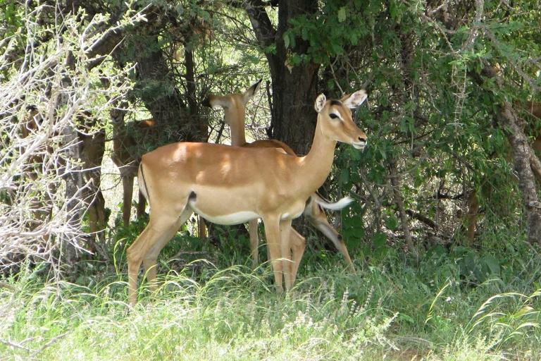 Mombasa: 3-Day Tsavo East/West & Kilimanjaro Views Safari