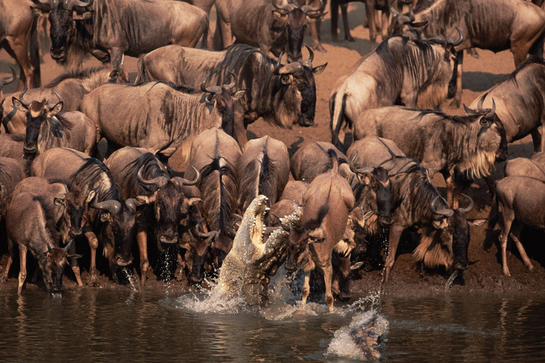 阿鲁沙：4日中档住宿游猎之旅阿鲁沙：4天中档住宿游猎之旅