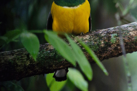 From Puerto Jimenez: Safari to Carate wildlife observation Safari to Carate from Puerto Jimenez with local tour guide.