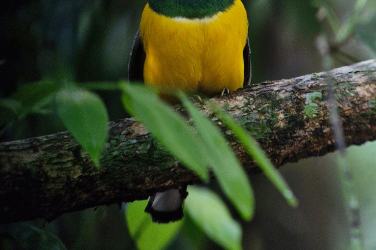 From Puerto Jimenez: Safari to Carate wildlife observation Safari to Carate from Puerto Jimenez with local tour guide.