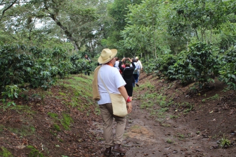 Desde Veracruz o Boca del río: Tour del café en CoatepecTour del café