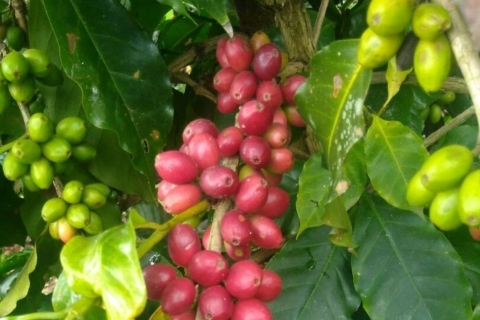 De Veracruz ou Boca del río : visite du café à CoatepecVisite du café