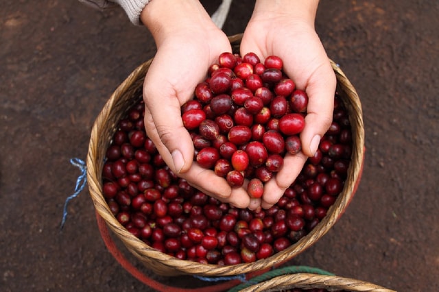 San Jose: klassieke koffie Britt-tour met lunch