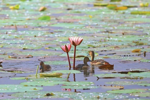 Observation des oiseaux de Muthurajawela depuis Negombo et Colombo