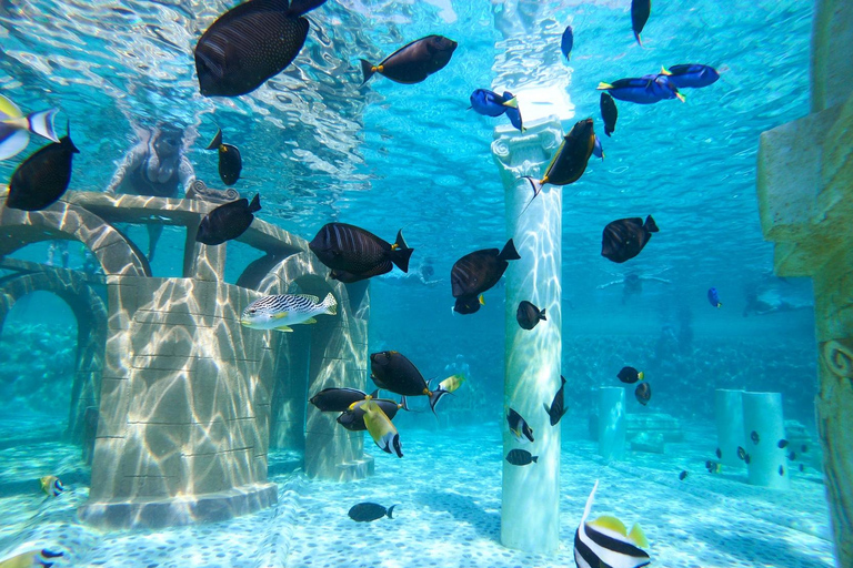 Seapark: Swimming in Pool Aquarium with Authentic Creatures