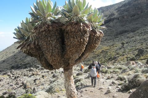 Kilimangiaro: trekking di 6 giorni sul percorso di Machame