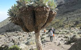 Kilimanjaro: Machame Route 6 Day Trek