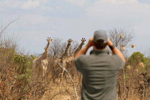 Safari -Cataratas Victoria, Zimbabue: Parque Nacional del ZambezeSafari matinal