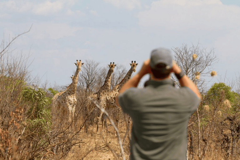 Game Drive -Victoria Falls, Zimbabwe: Parco Nazionale dello ZambesiFotosafari mattutino