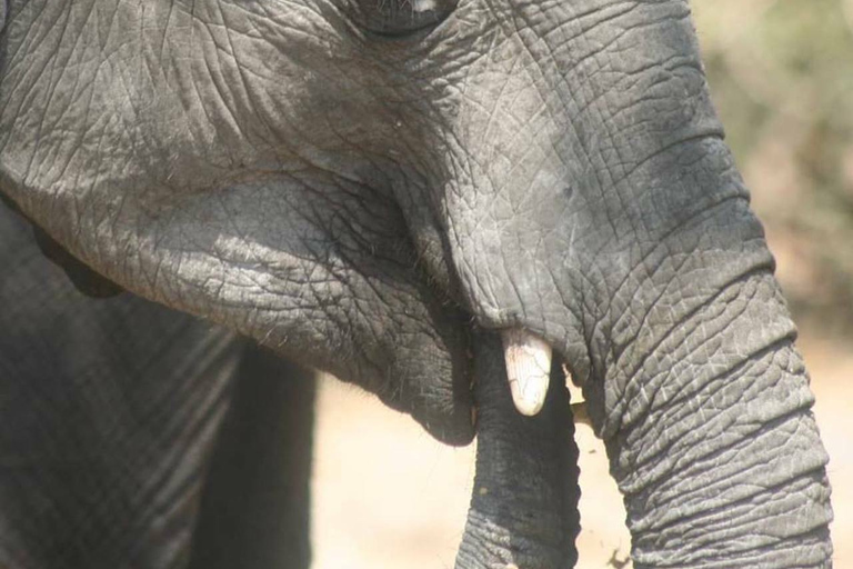 Pirschfahrt - Viktoriafälle, Simbabwe: Sambesi-NationalparkMorgendliche Pirschfahrt