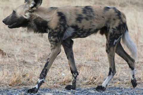 Pirschfahrt - Viktoriafälle, Simbabwe: Sambesi-NationalparkMorgendliche Pirschfahrt