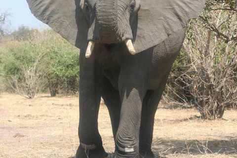 Game drive -Victoria Falls, Zimbabwe: Zambezi Nationaal ParkOchtend wildrit