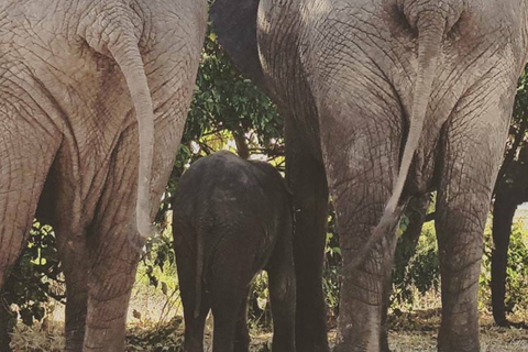 Pirschfahrt - Viktoriafälle, Simbabwe: Sambesi-NationalparkMorgendliche Pirschfahrt