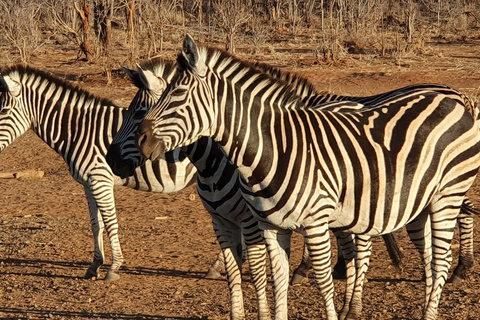 Game Drive -Victoria Falls, Zimbabwe: Parco Nazionale dello ZambesiFotosafari mattutino