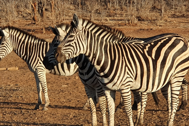 Pirschfahrt - Viktoriafälle, Simbabwe: Sambesi-NationalparkMorgendliche Pirschfahrt