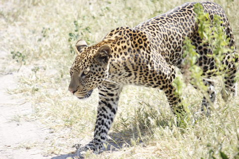 Game drive -Victoria Falls, Zimbabwe: Zambezi Nationaal ParkOchtend wildrit