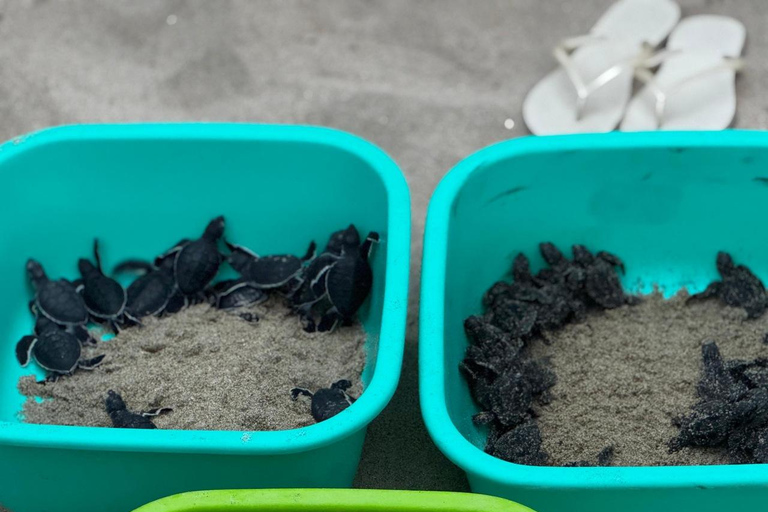 Puerto Escondido: Unforgettable Turtle Release Experience