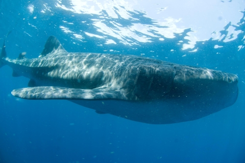 Cancún: Pływaj z rekinami wielorybimistandard Opcja