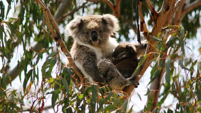 phillip island pinguine und wildtiere