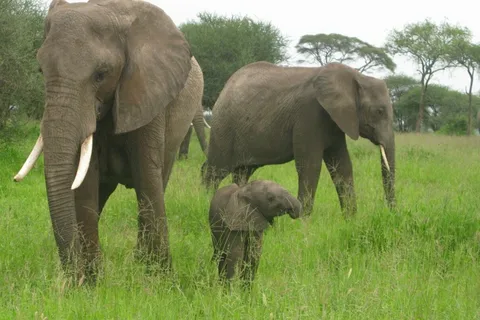 Dar Es Salaam: Safari nocturno en el Parque Nacional de Mikumi