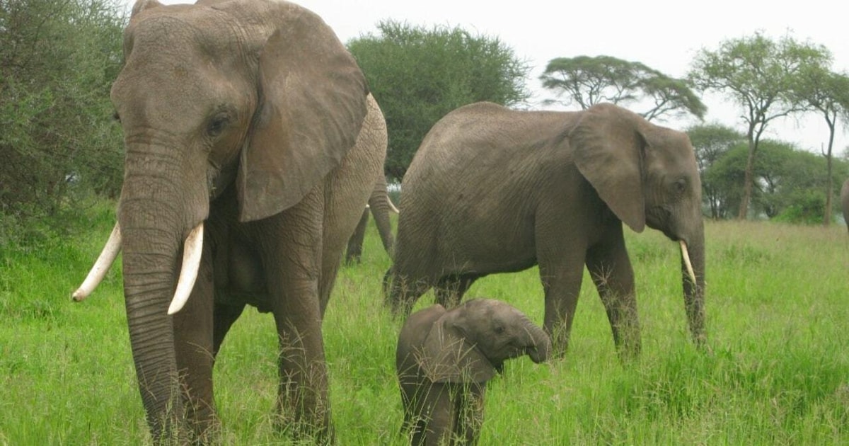 Dar Es Salaam Safari med overnatning i Mikumi National Park GetYourGuide