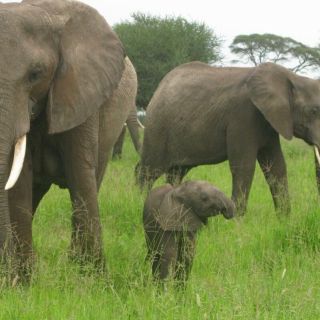 Dar Es Salaam: safari met overnachting in Mikumi National Park