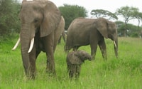 Dar Es Salaam, Safari de nuit au parc national Mikumi - Hizvo