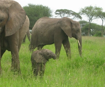 Dar Es Salaam: Mikumi Nemzeti Parkban éjszakai szafari