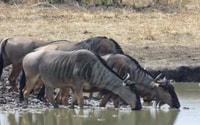 Dar Es Salaam, Safari de nuit au parc national Mikumi - Hizvo