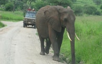 Dar Es Salaam, Safari de nuit au parc national Mikumi - Hizvo