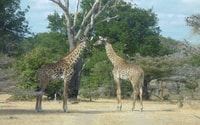 Dar Es Salaam, Safari de nuit au parc national Mikumi - Hizvo