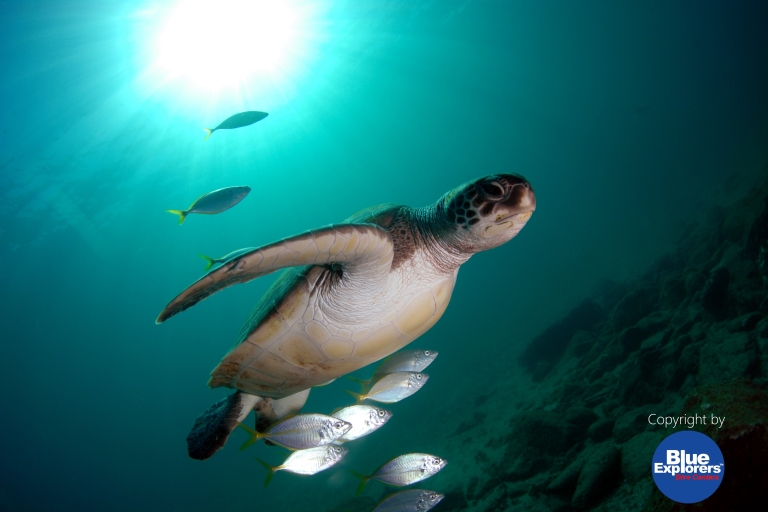 Tauchen auf Gran Canaria für zertifizierte TaucherGran Canaria Scuba Diving mit Lizenz