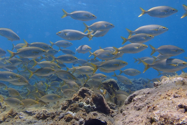 Tauchen auf Gran Canaria für zertifizierte TaucherGran Canaria Scuba Diving mit Lizenz