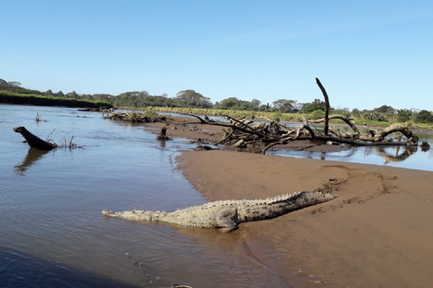 San Jose: Krokodilsafari-Expedition und NaturspaziergangKrokodilsafari-Expedition und Naturspaziergang