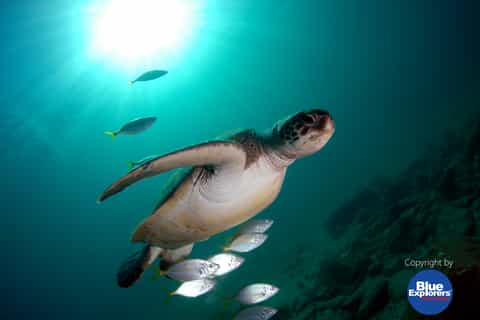 Half-Day Scuba Diving in Tenerife from Abades Beach
