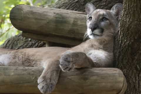 Tampa: ZooTampa at Lowry Park Skip-the-Line Admission Ticket