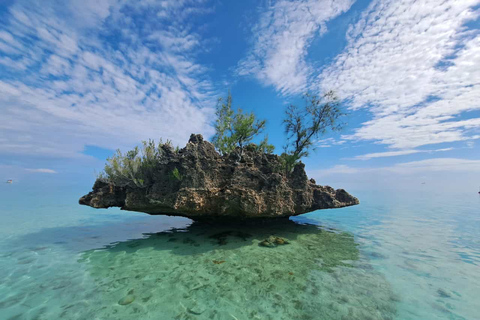 Wszystko w jednym – delfiny, wieloryby, snorkeling i lunch na pokładzie