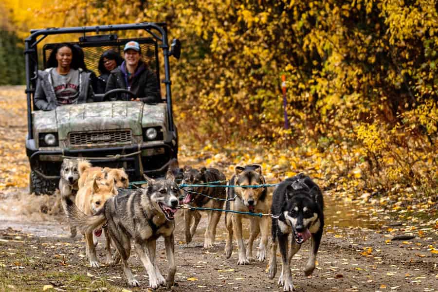 Whitehorse: Herbstliche Mushing-Wagen-Expedition mit Schlittenhunden. Foto: GetYourGuide