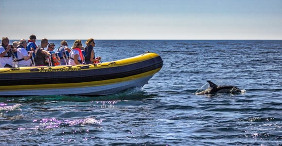 Portimão: 2-Hour Dolphin Watching Boat Tour