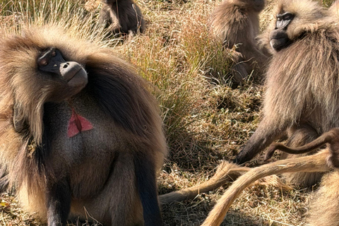 Exceptional Simien Mountains 3-Day Trekking Tour