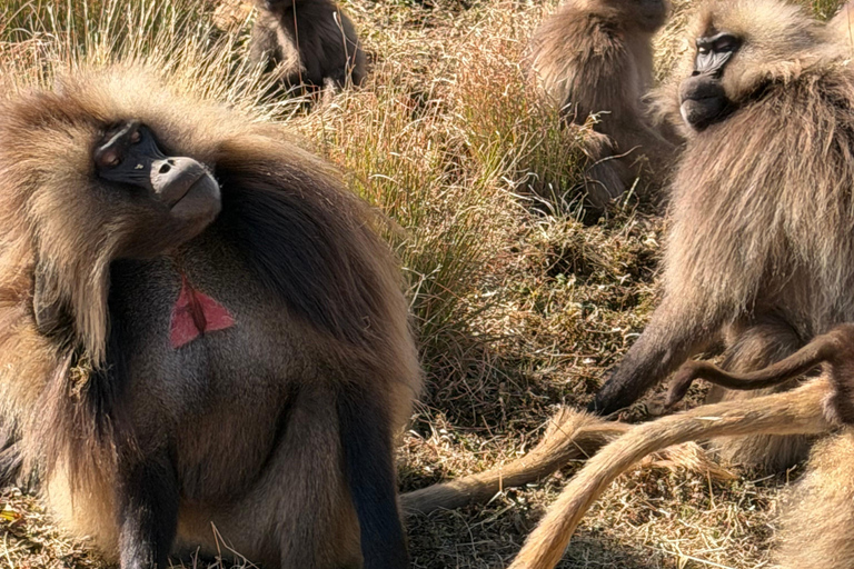 Exceptional Simien Mountains 3-Day Trekking Tour