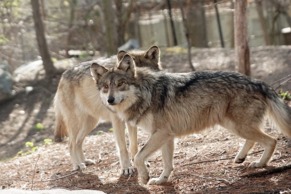 Stoneham, Massachusetts: Stone Zoo Entry Ticket image 3