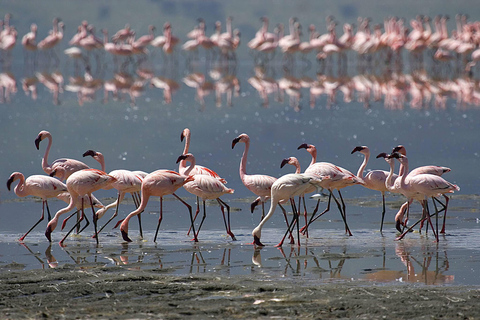 Dagsutflykt till Lake Natron