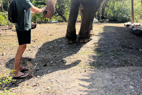 Krabi: Ethical Elephant Sanctuary & Tiger Cave Temple Tour