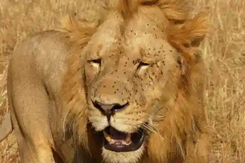 5 Días - Explorador de África de la Migración al Serengeti y los Cinco Grandes